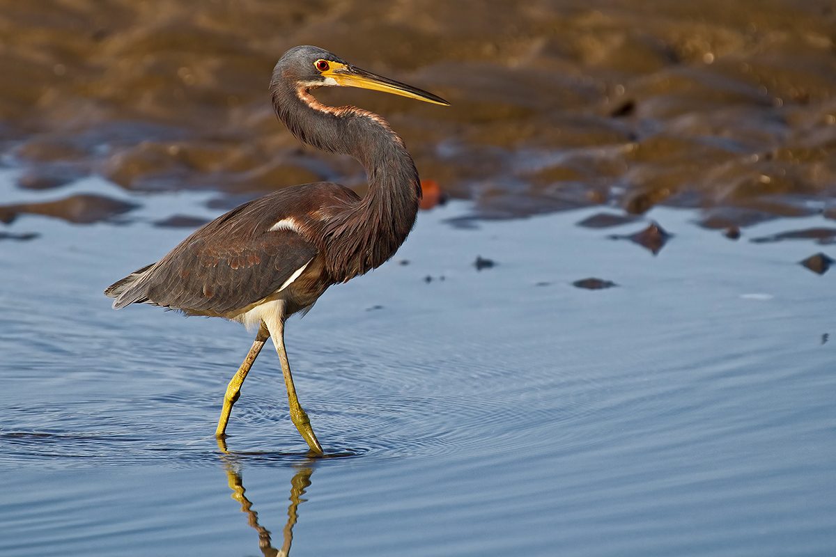 egretta tricolor