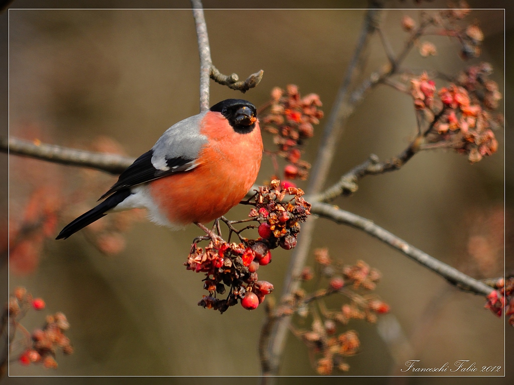 Bullfinch!