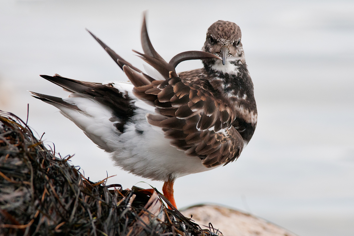 Turnstone in care of the plumage
