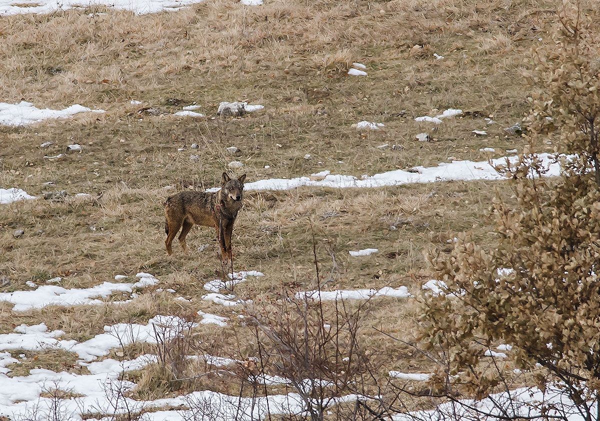 lupo ( parco del gran sasso)