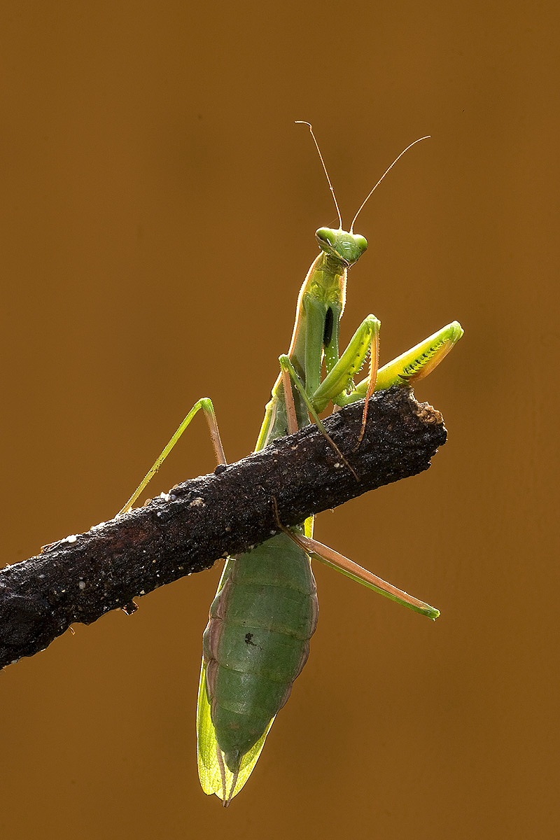 praying mantis