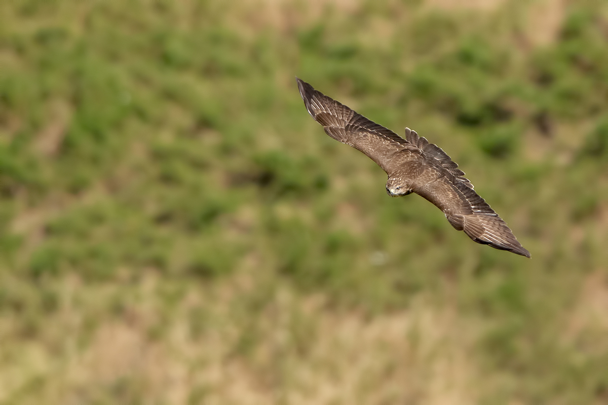 Poiana (buteo buteo)