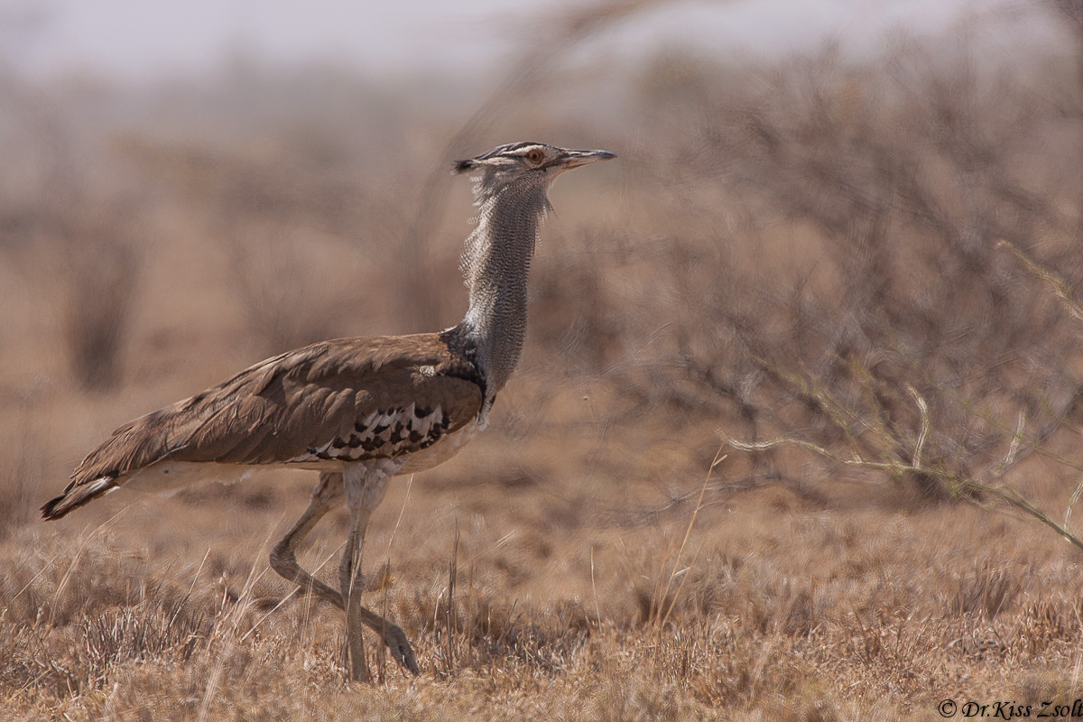 Kori Bustard