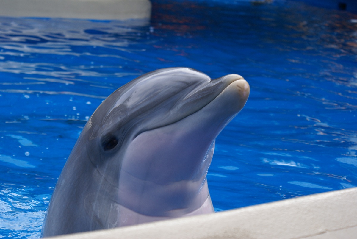 Curious dolphin
