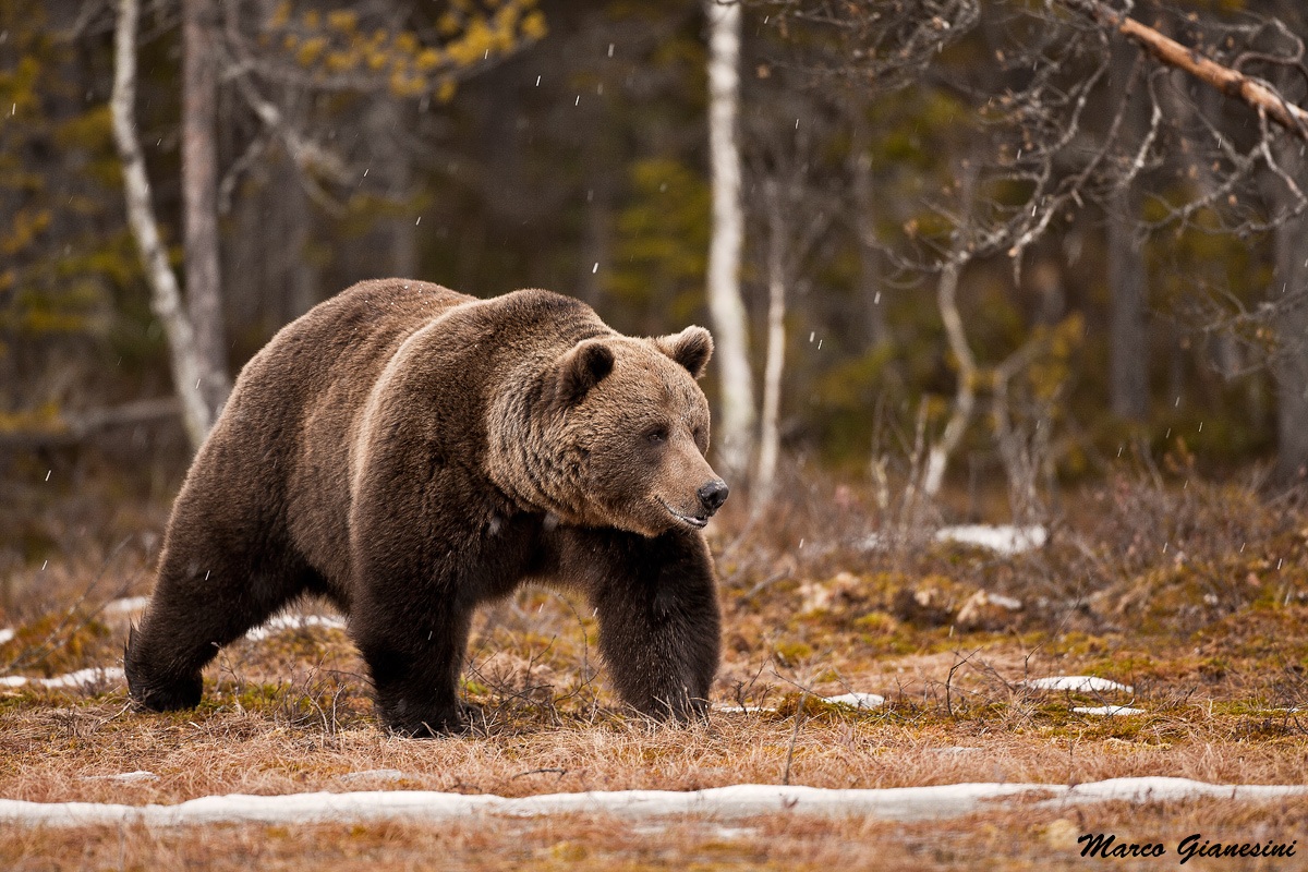 Orso bruno Finlandia