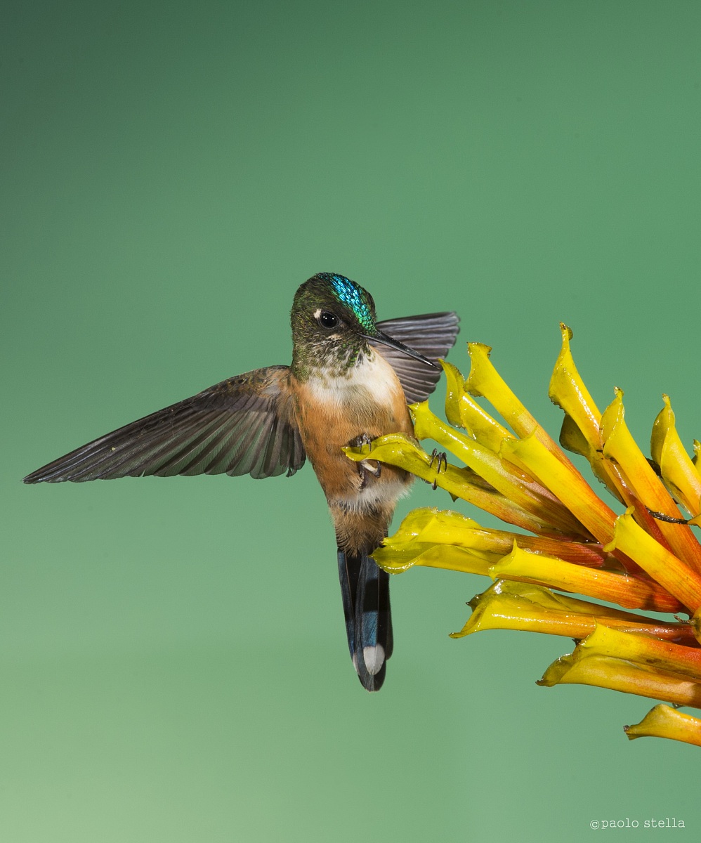 Brown Inca on the flower
