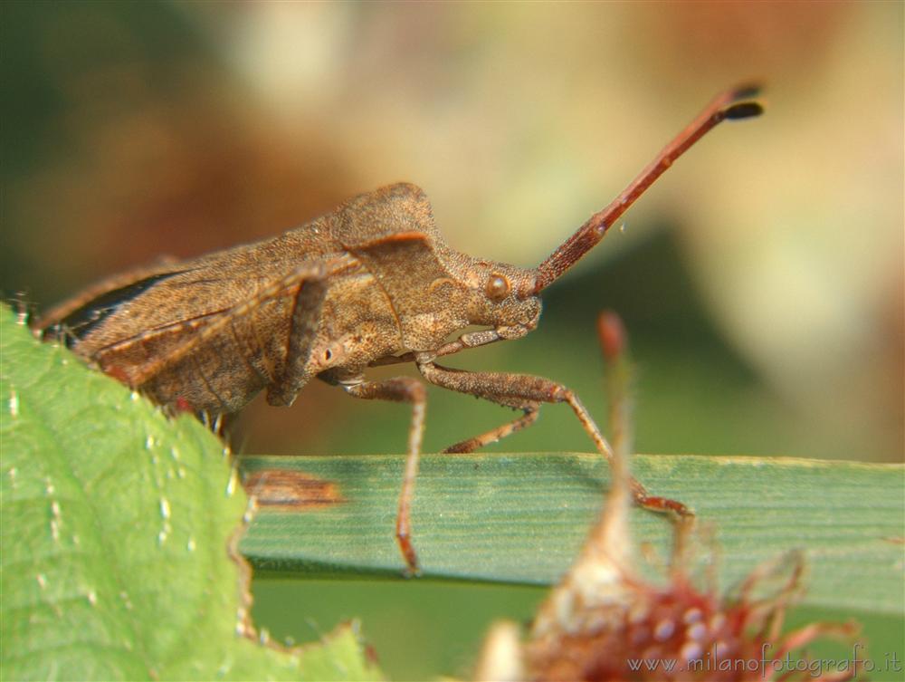 Coreus marginatus