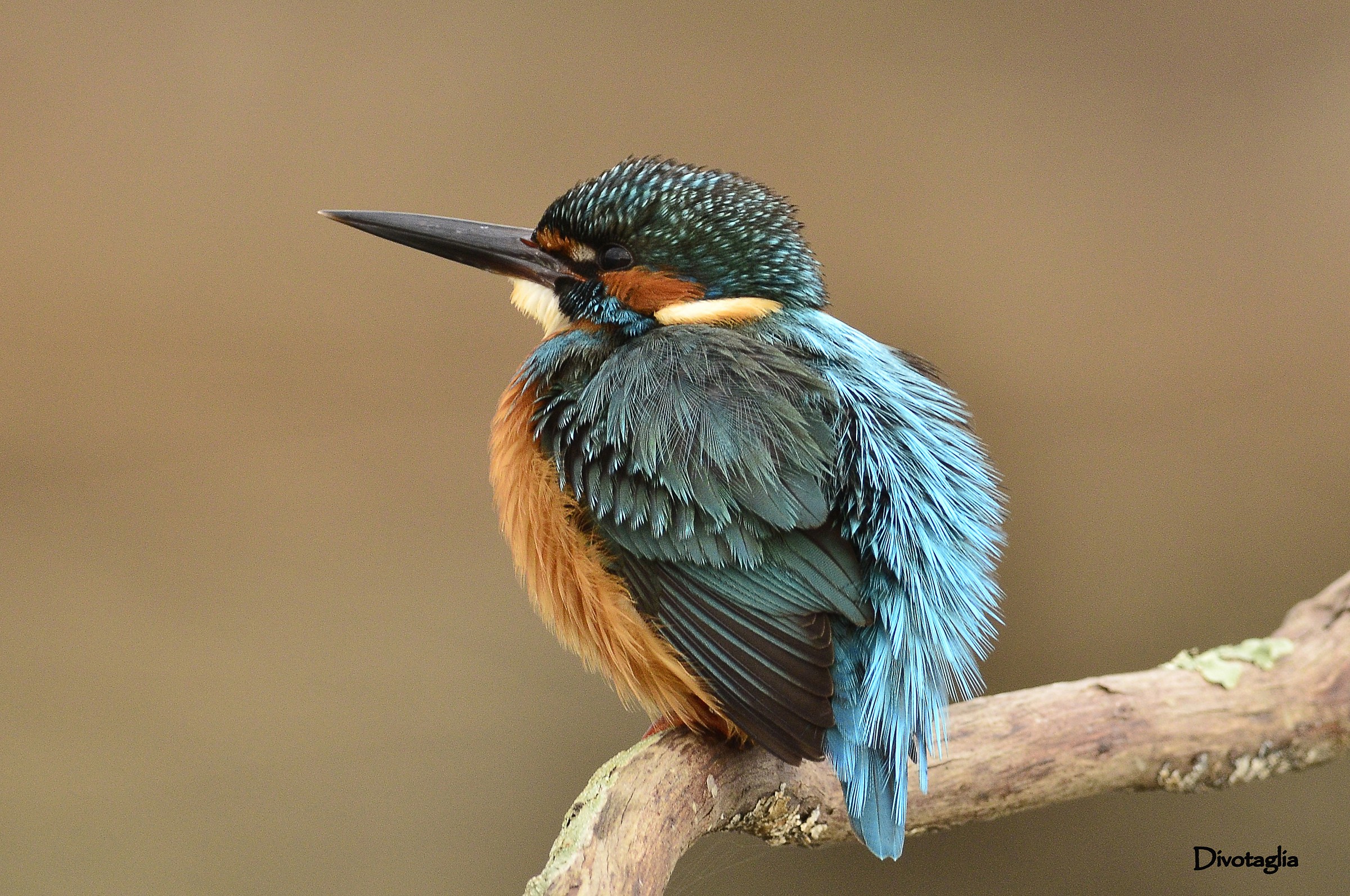 Martin pescatore (Alcedo atthis)