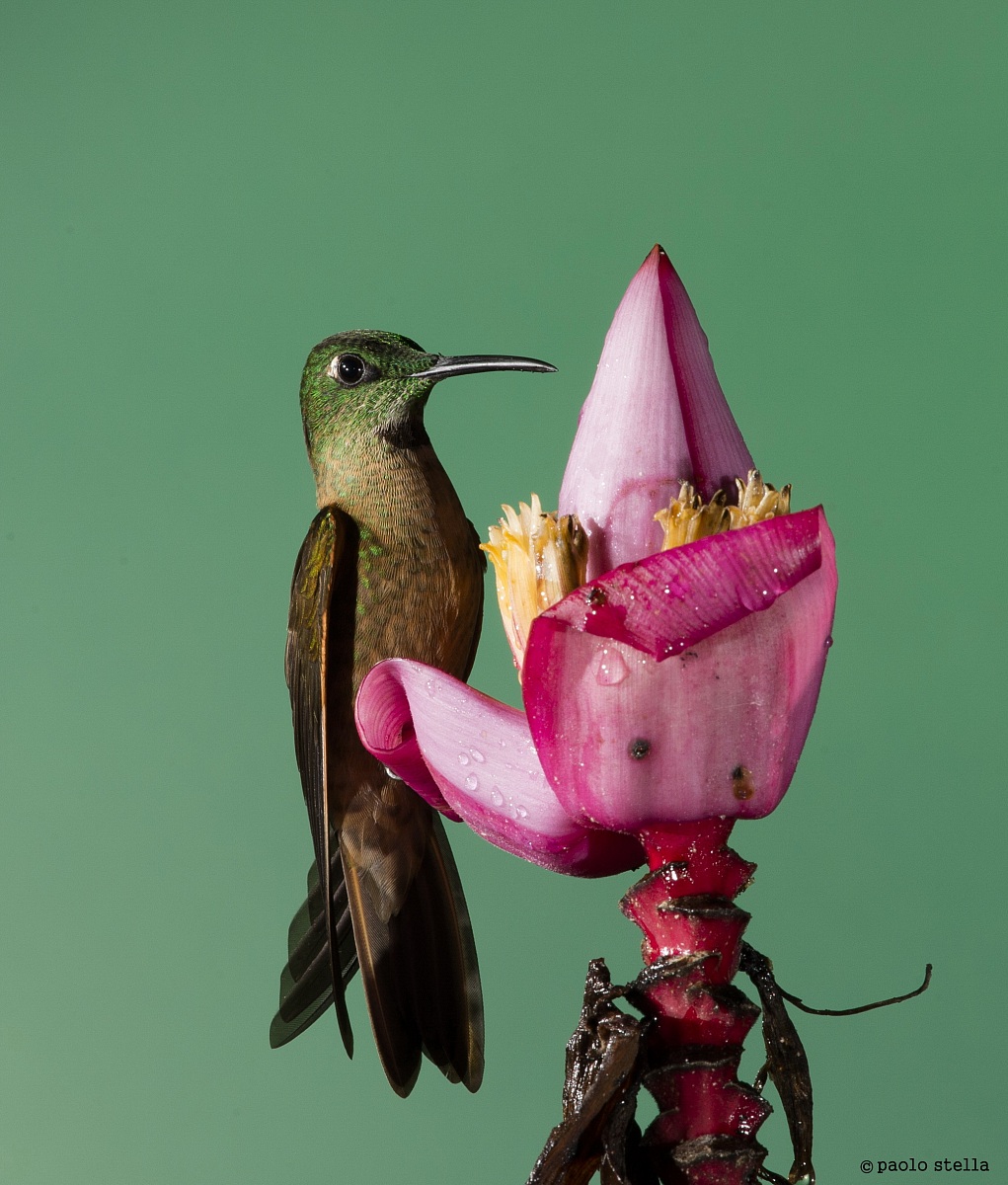 Fawn-breasted Brilliant (Heliodoxa rubinoides)