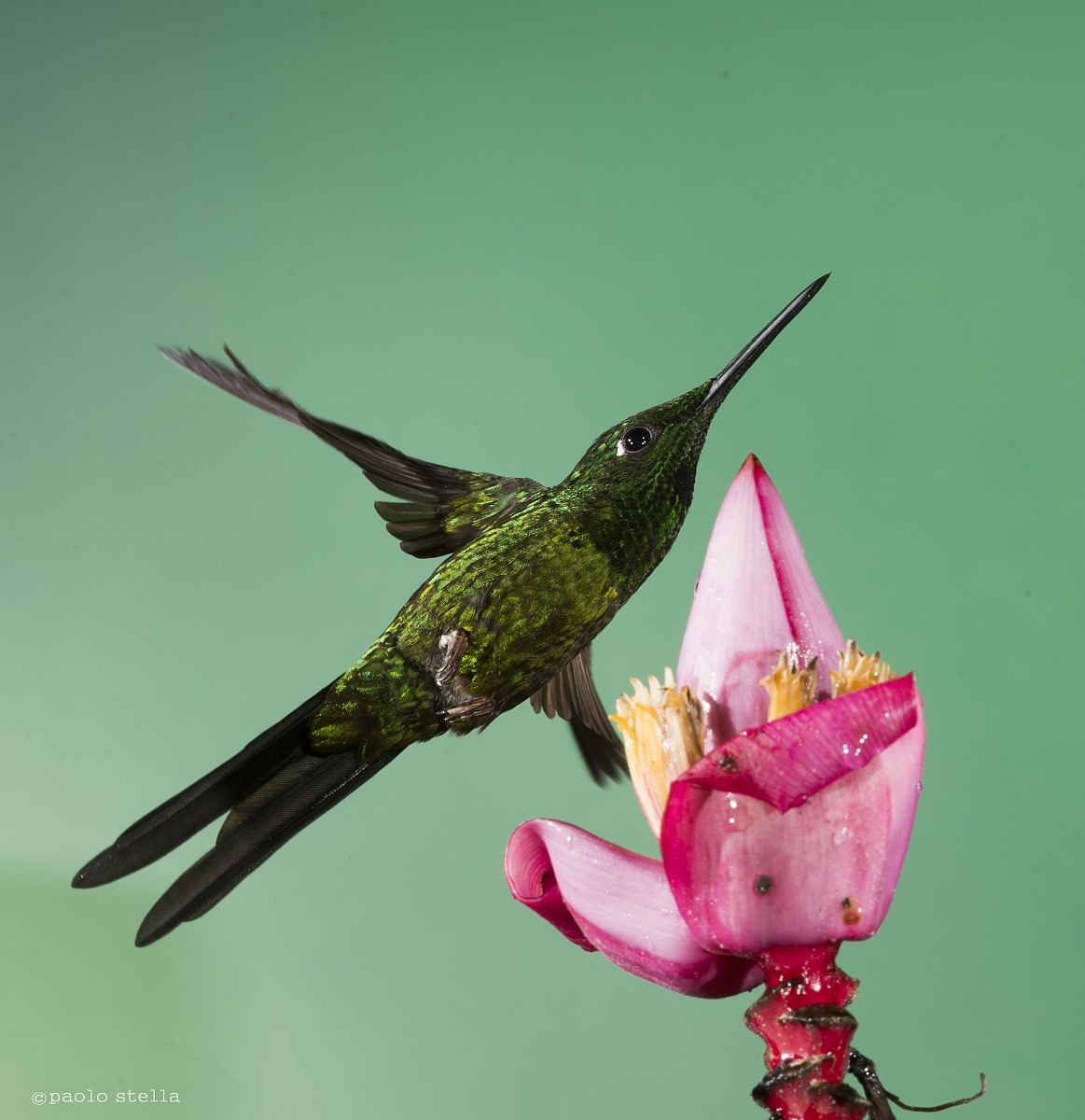 Buff-tailed Coronet