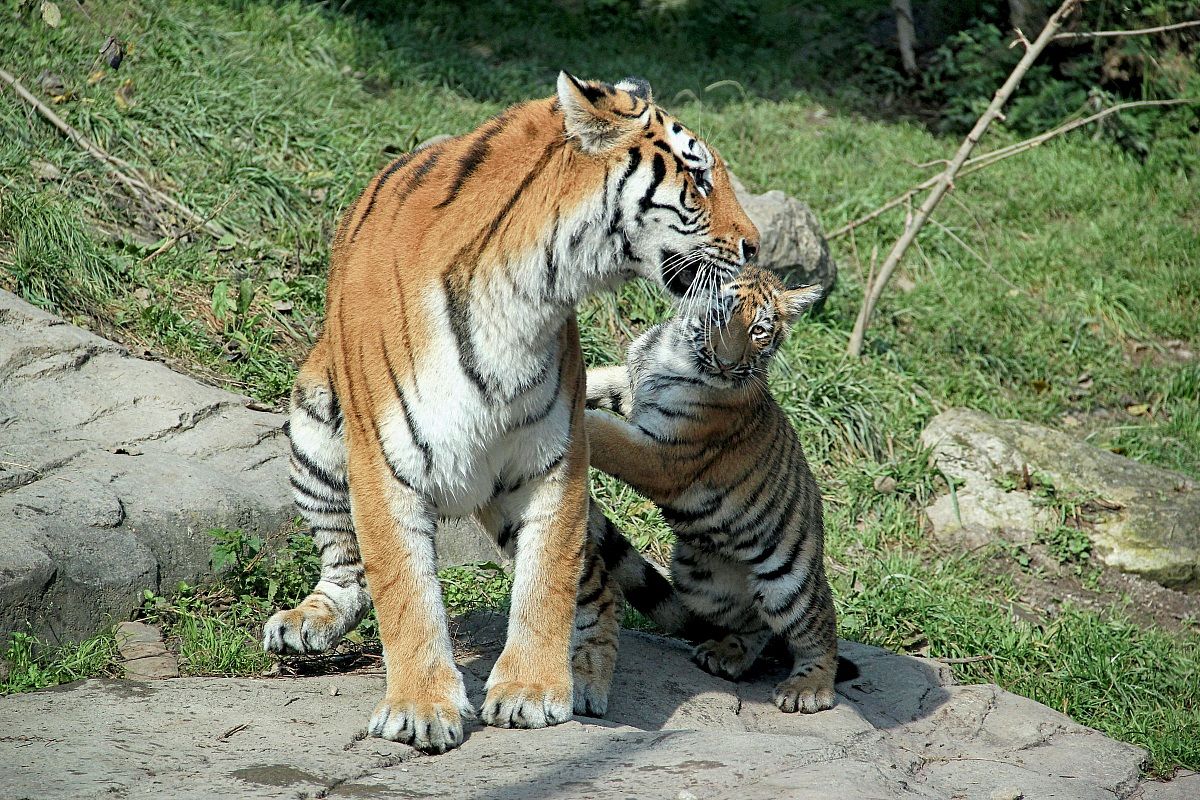 Tigers