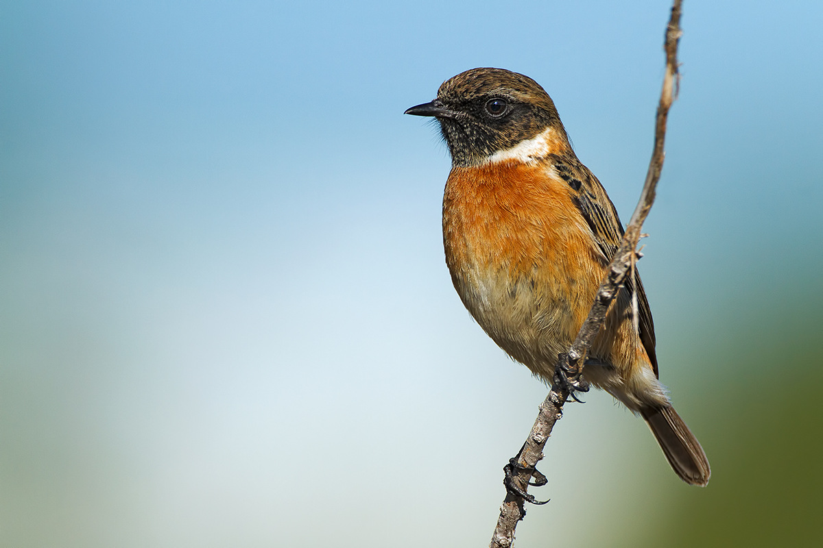 Male Stonechat in dress inv.