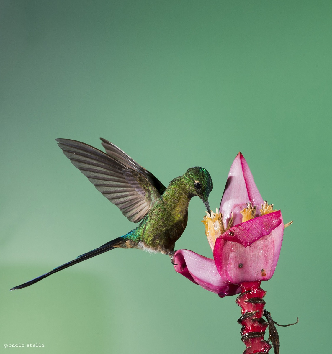 Long-tailed Sylph (Aglaiocercus Kingi)