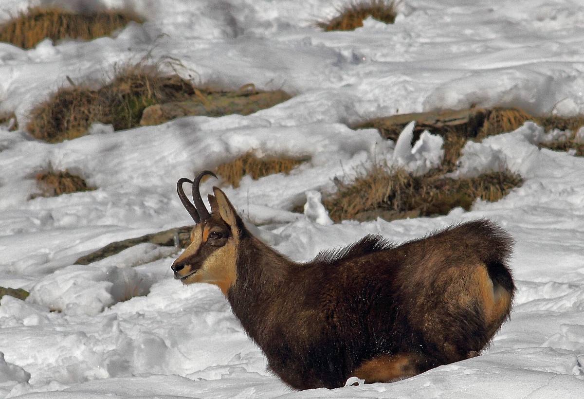 chamois