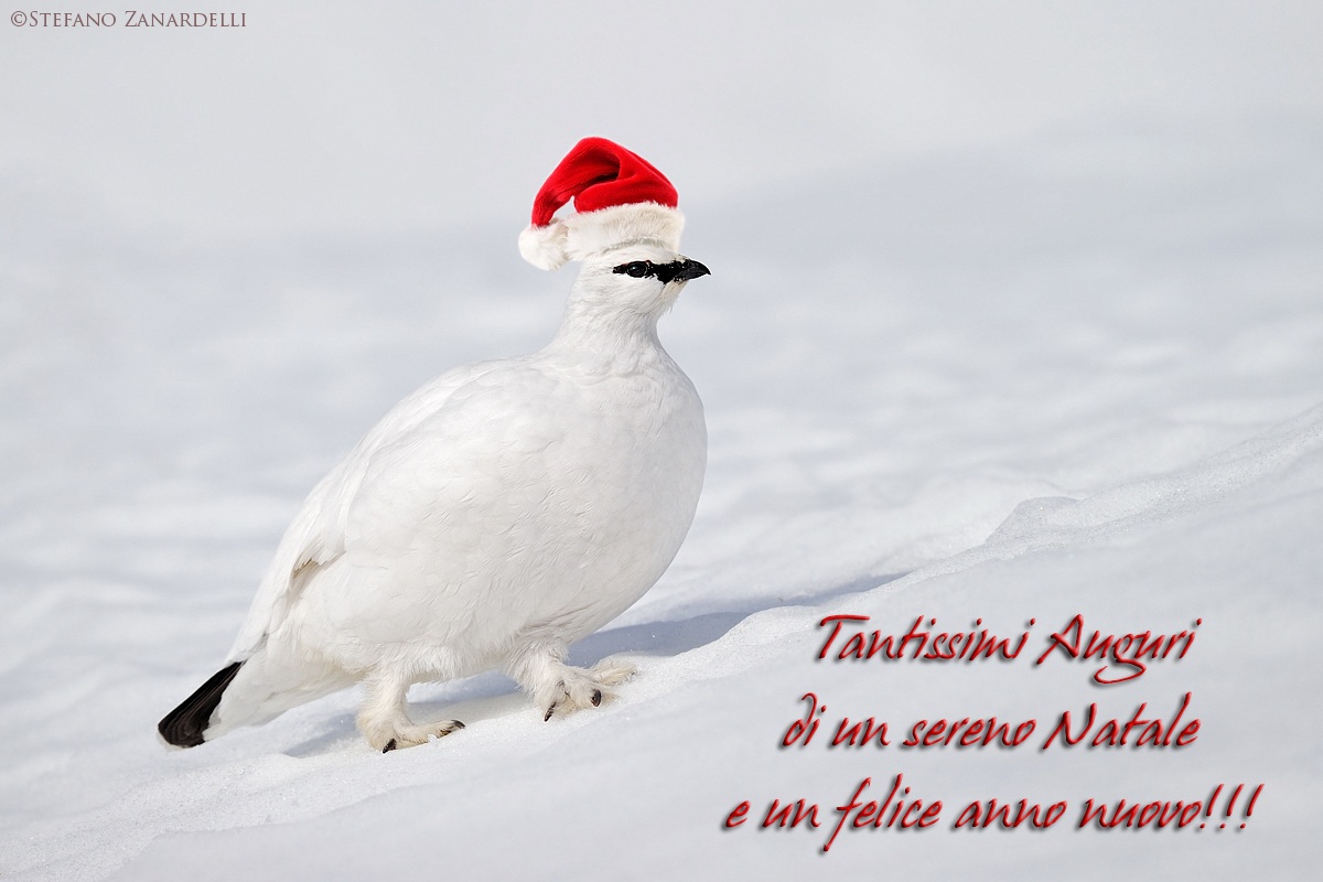 Best wishes to all of you a Merry Christmas!