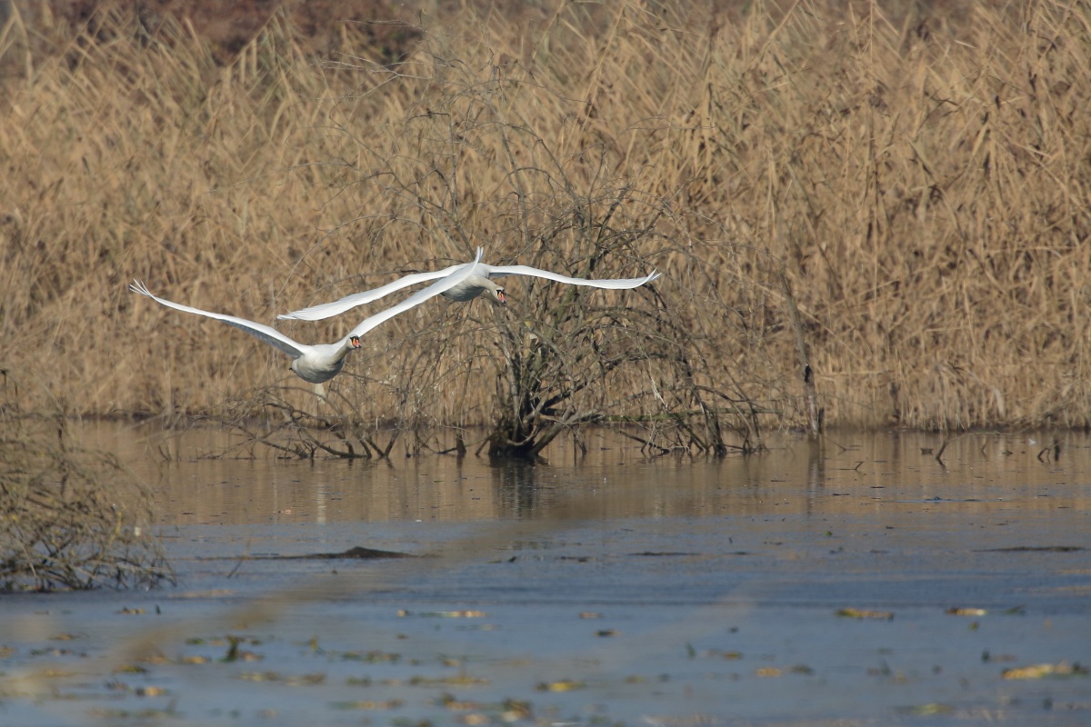 mute swan