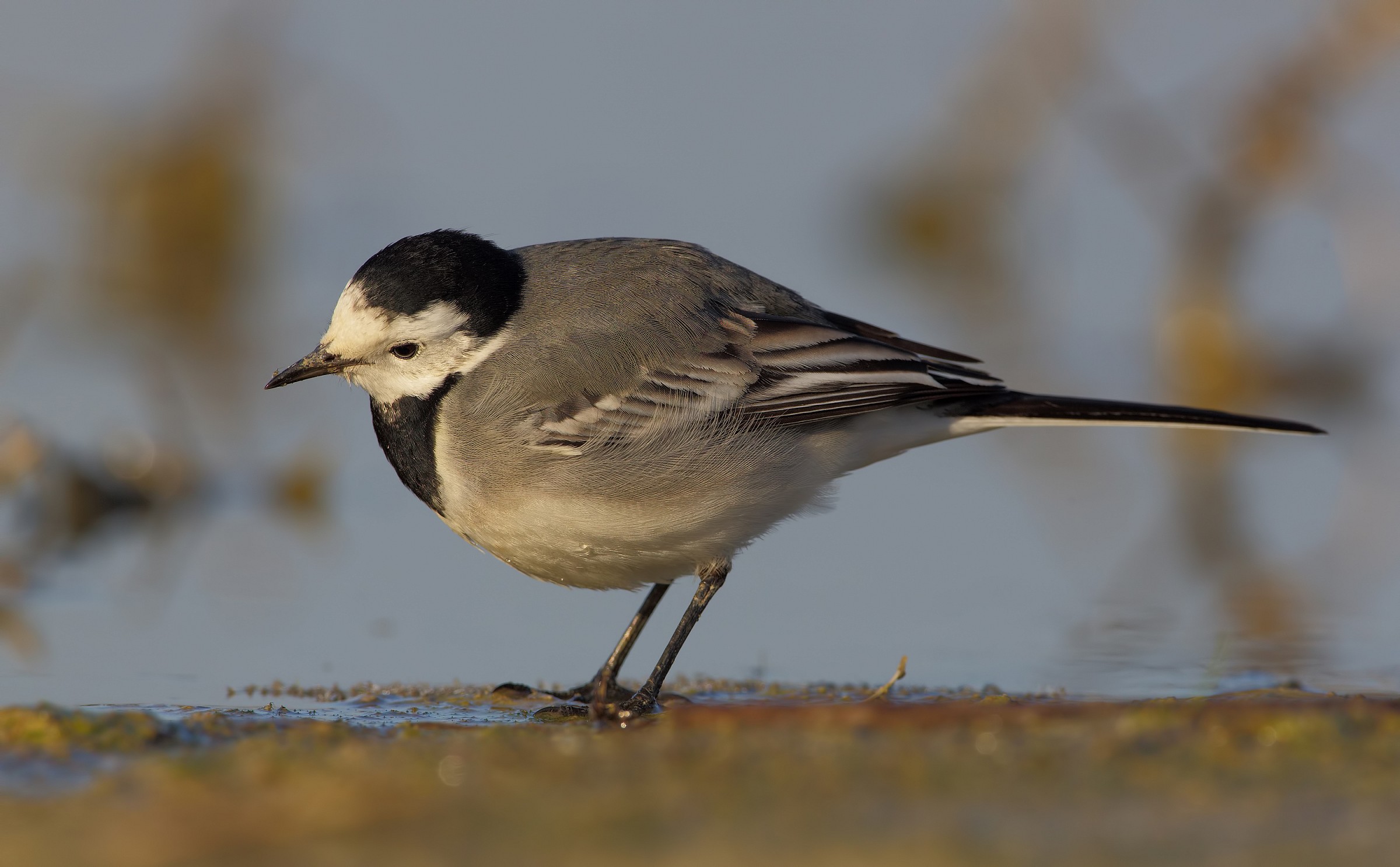 Radiografia di una ballerina