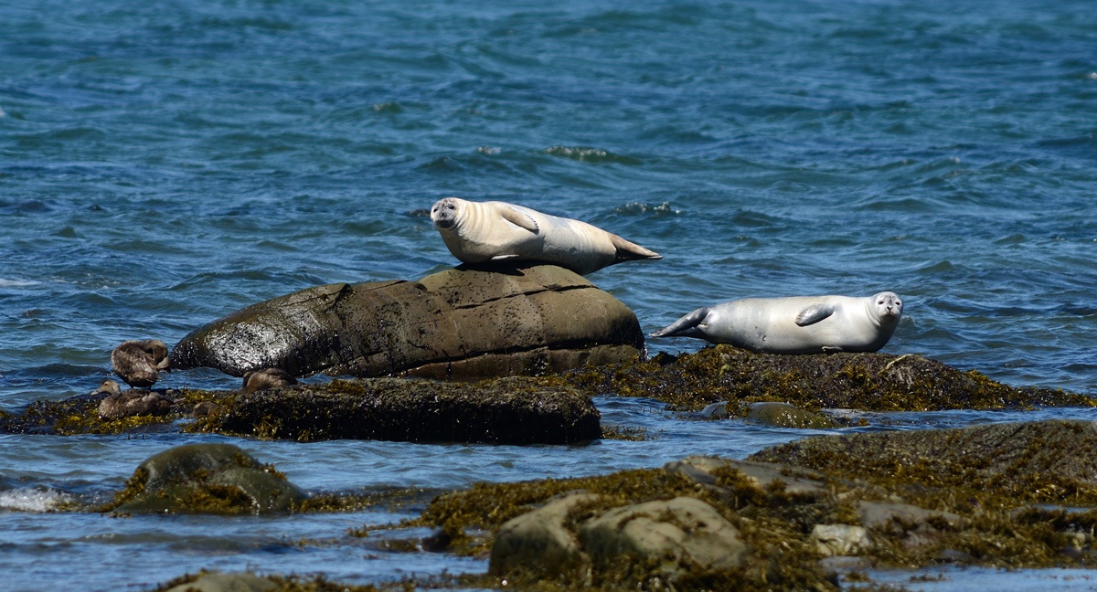 Seals of San Lorenzo