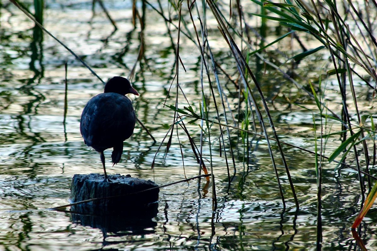 Tai chi on the lake ...