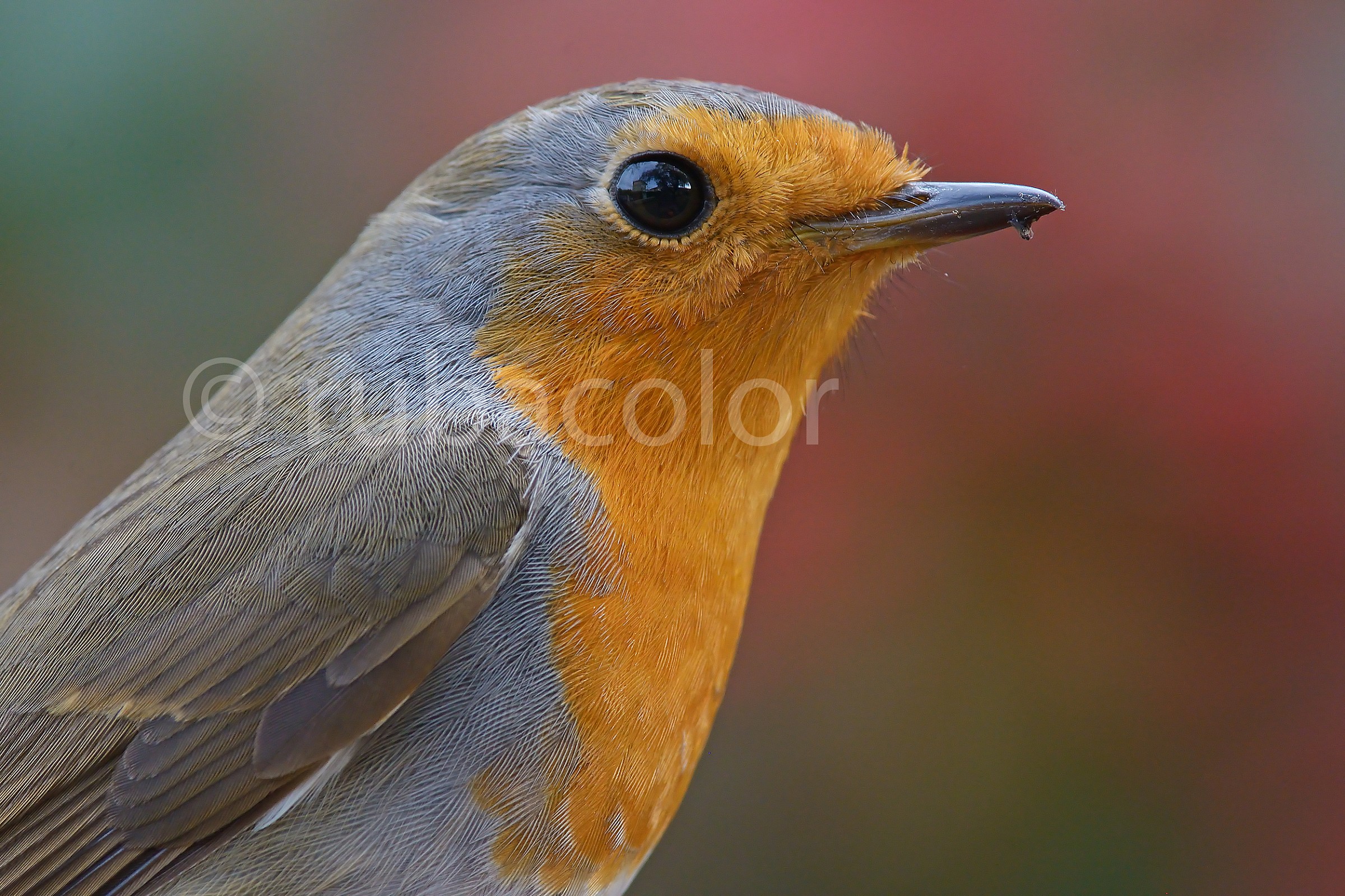 A robin between colors
