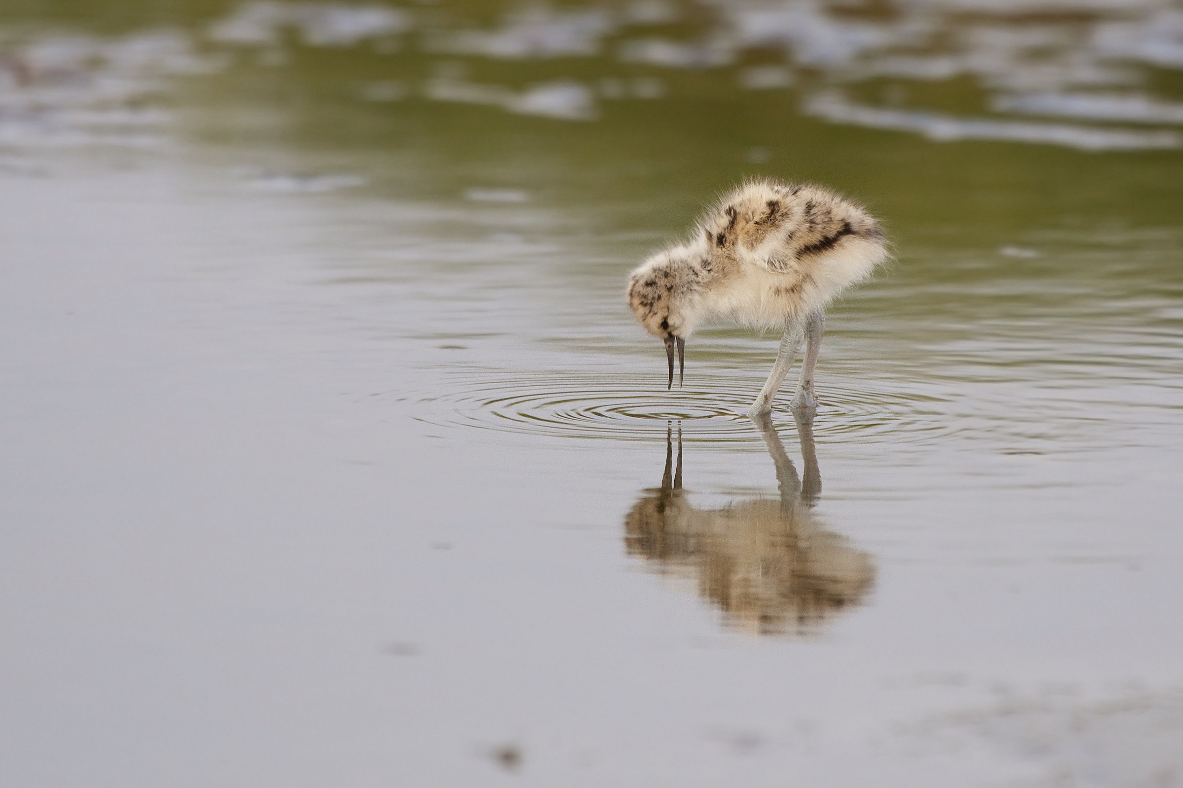 Who knows what will be grown, now