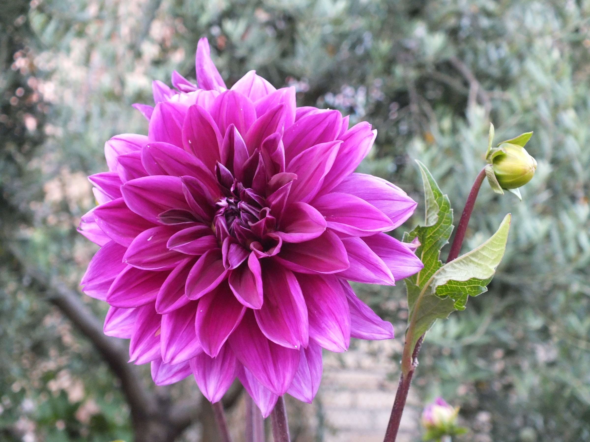 Dahlia
