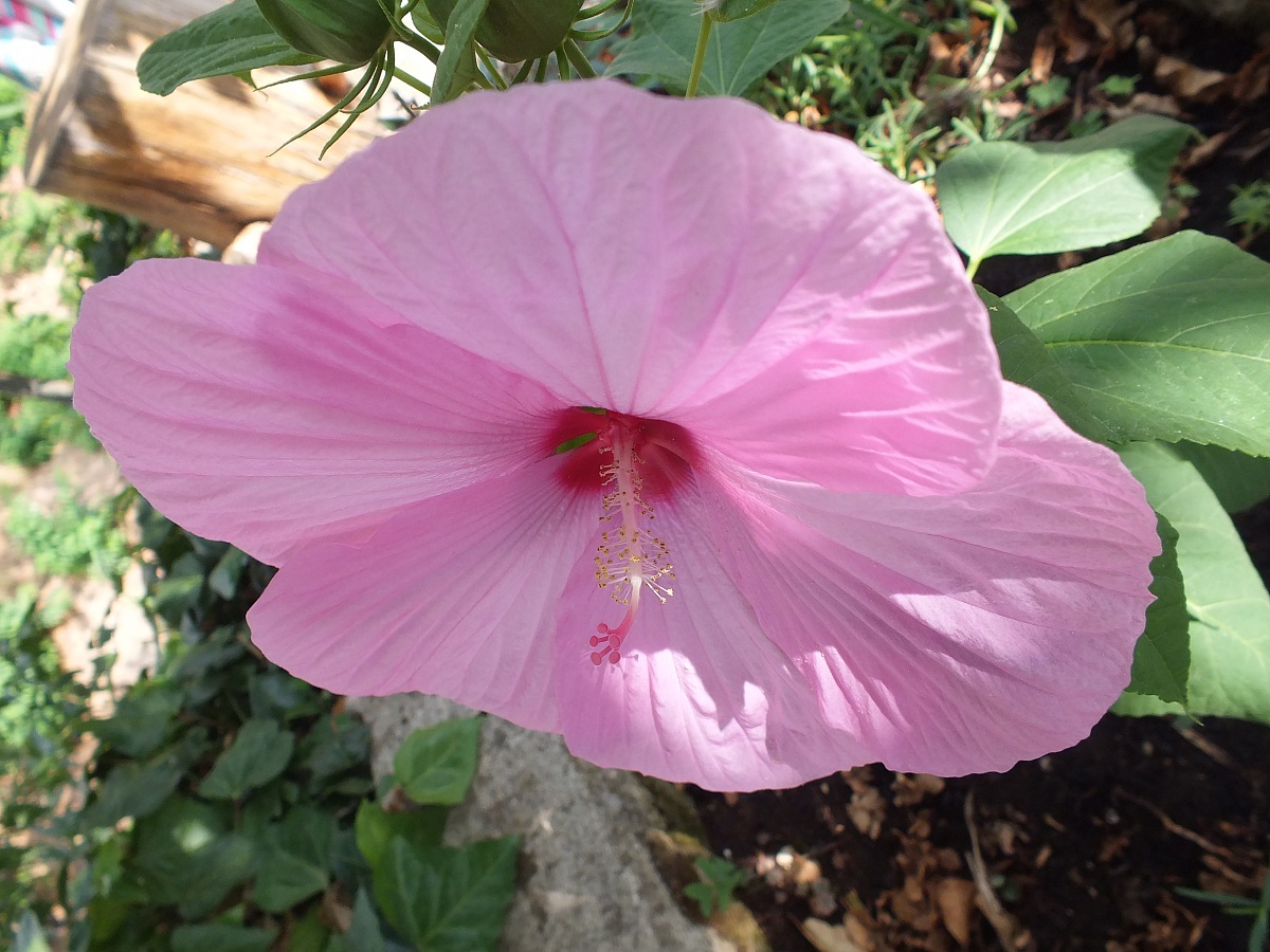Hibiscus