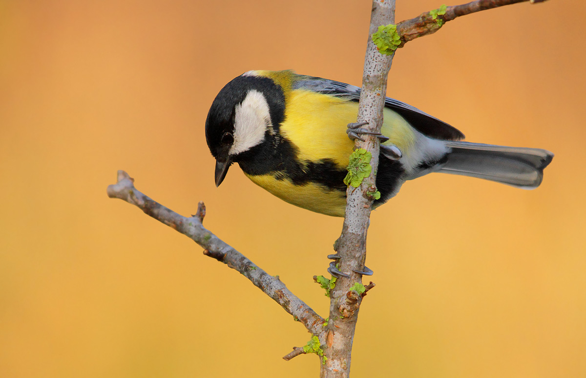 Great Tit
