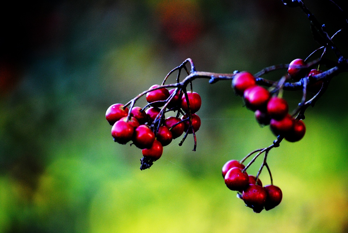 Berries
