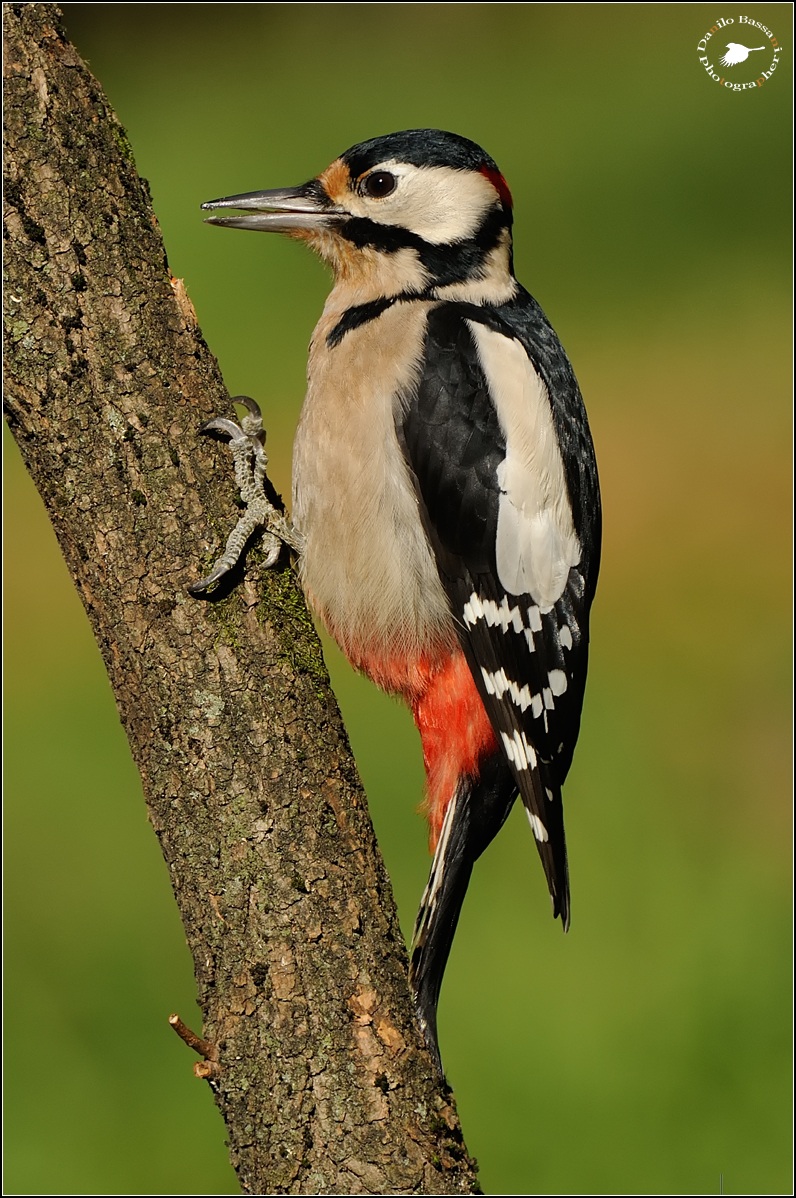Woodpecker Red Christmas
