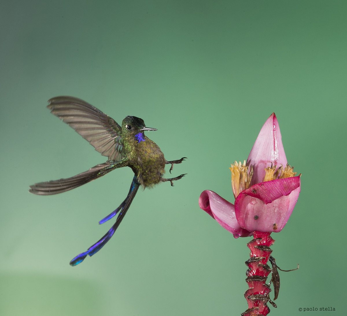 landing on a flower