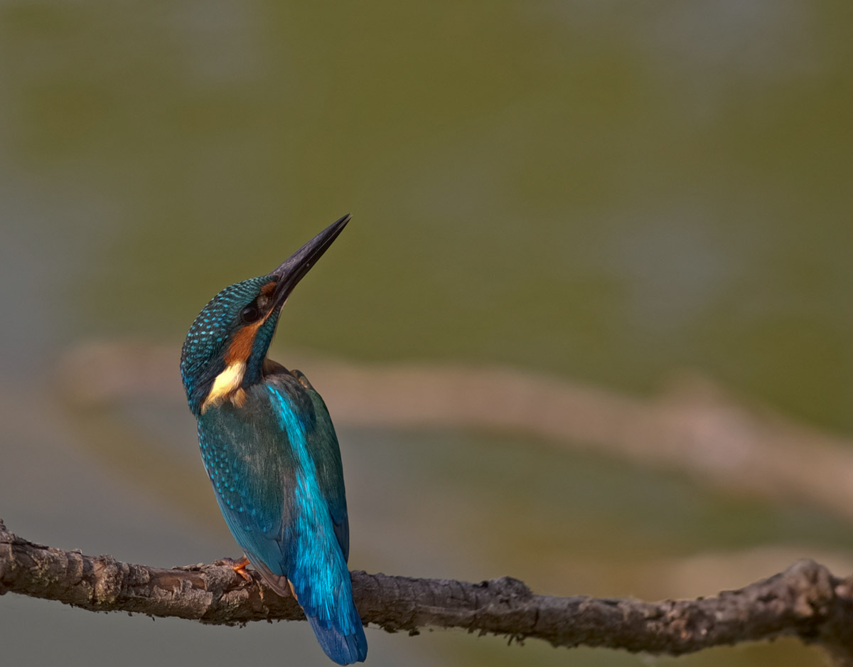 Kingfisher