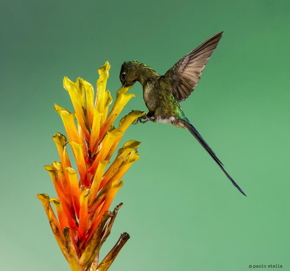 Long-tailed Sylph