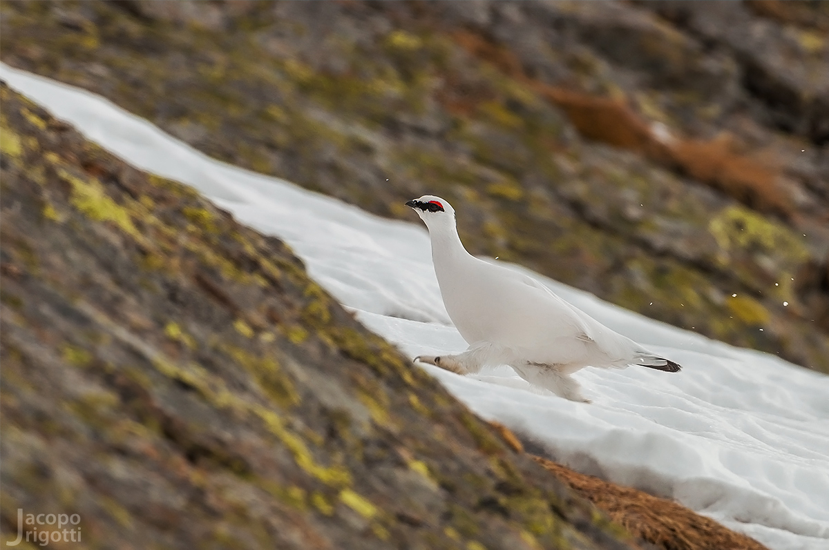 Passeggiata in alta quota