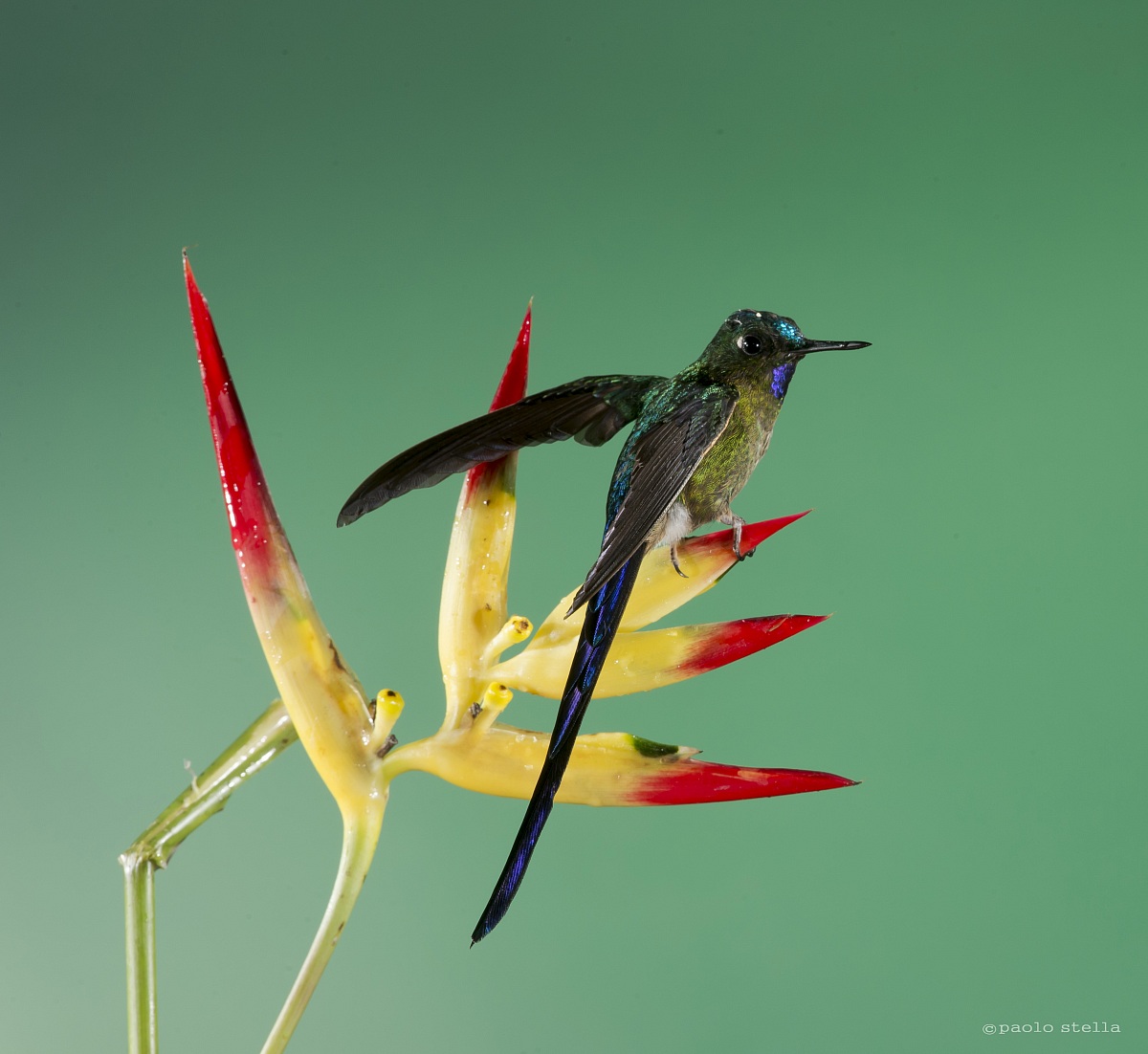 Long-tailed Sylph