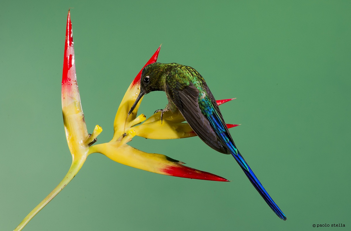 Long-tailed Sylph