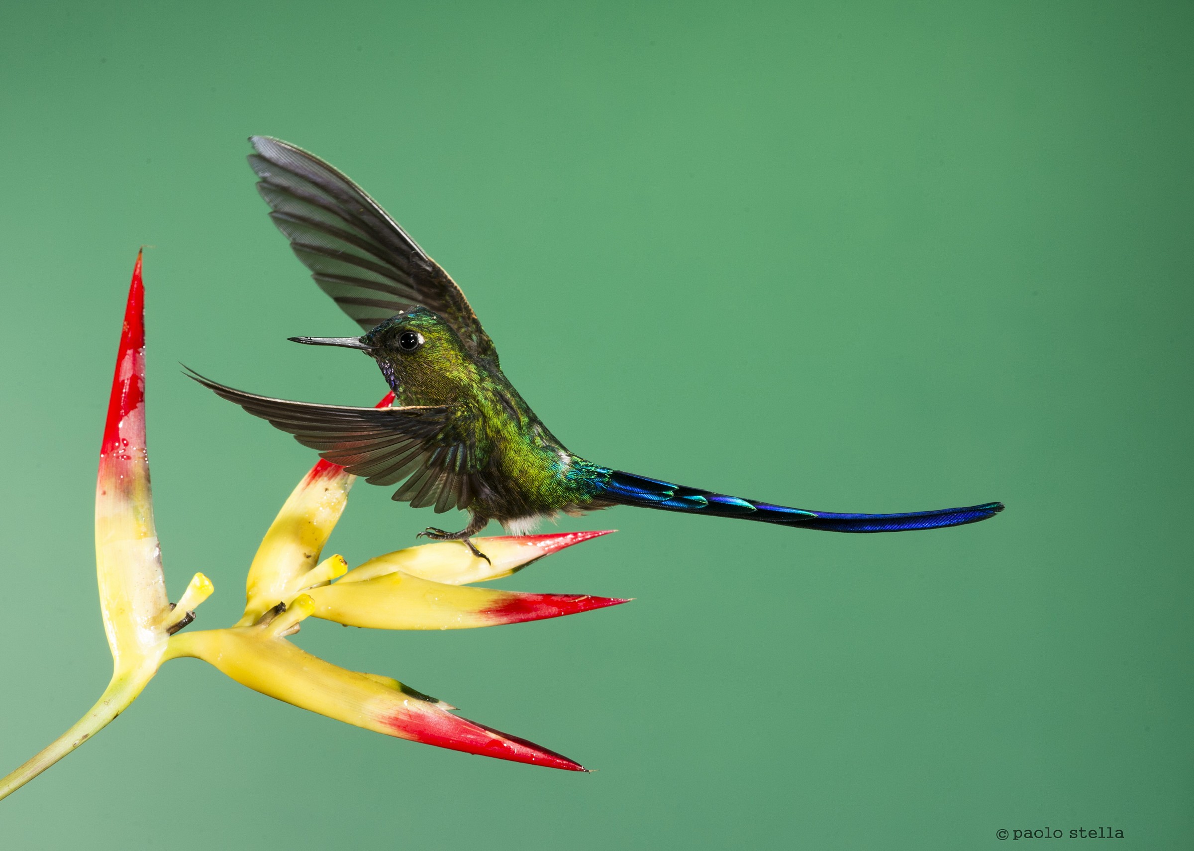 Long-tailed Sylph