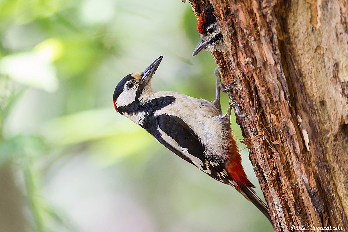Picchio rosso maggiore- versione 2 (con UM)