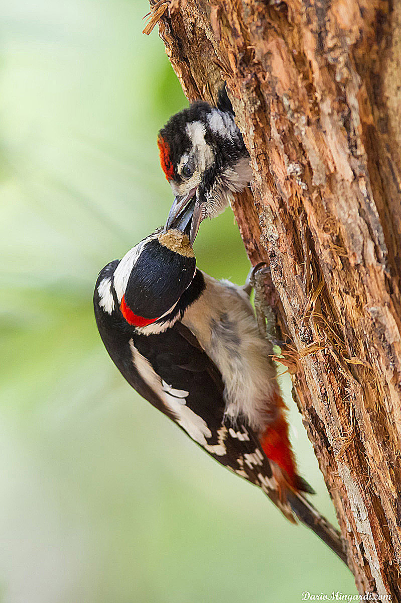 Picchio rosso maggiore- versione 2 (con UM)
