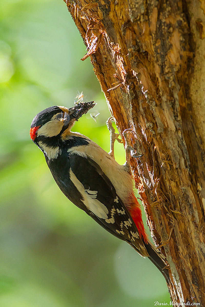Picchio rosso maggiore- versione 2 (con UM)