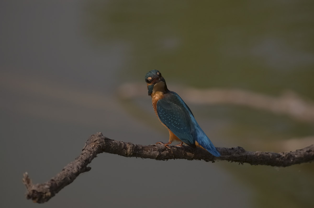 Kingfisher