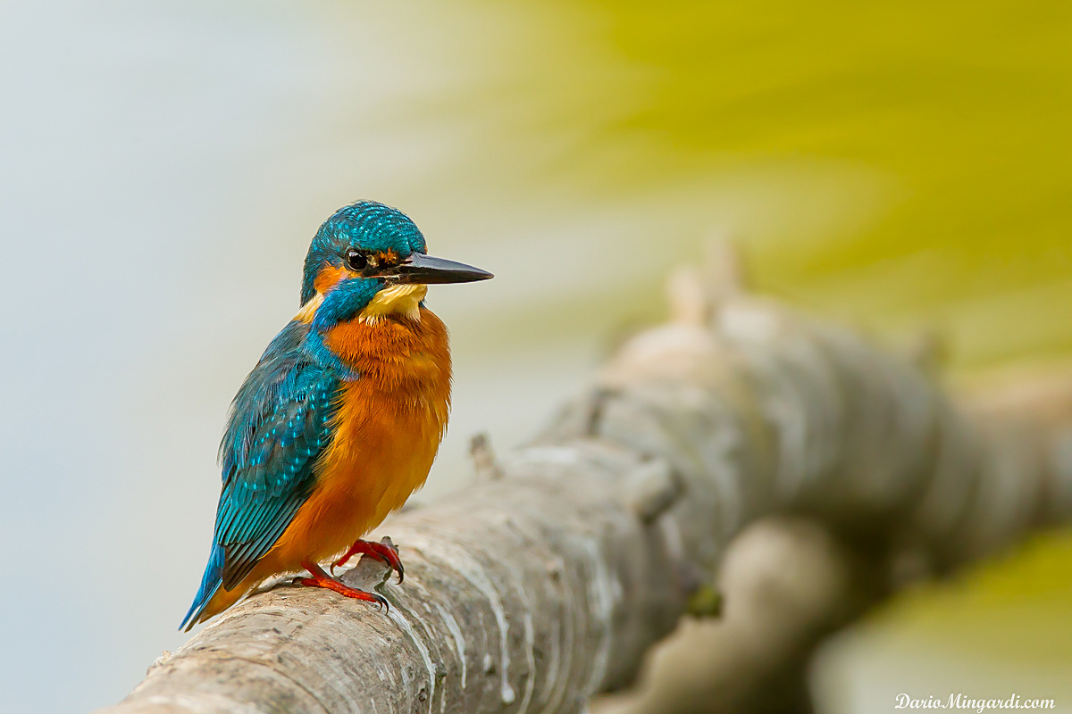 Kingfisher