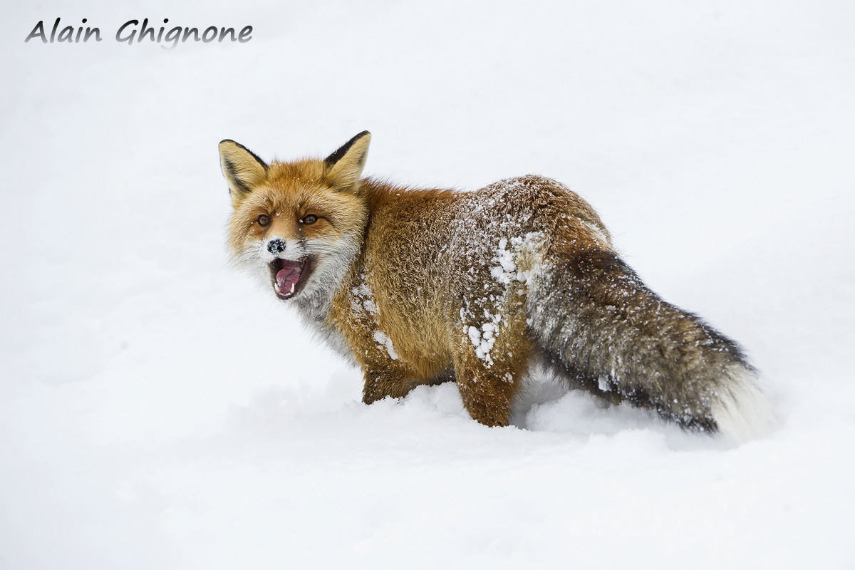 fox in the snow
