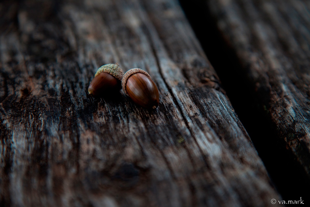 acorns