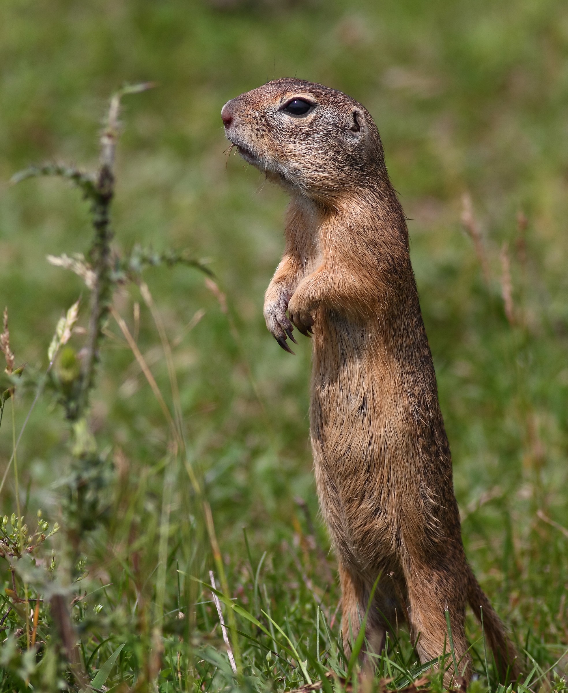 Terra scoiattolo (Spermophilus citellus)