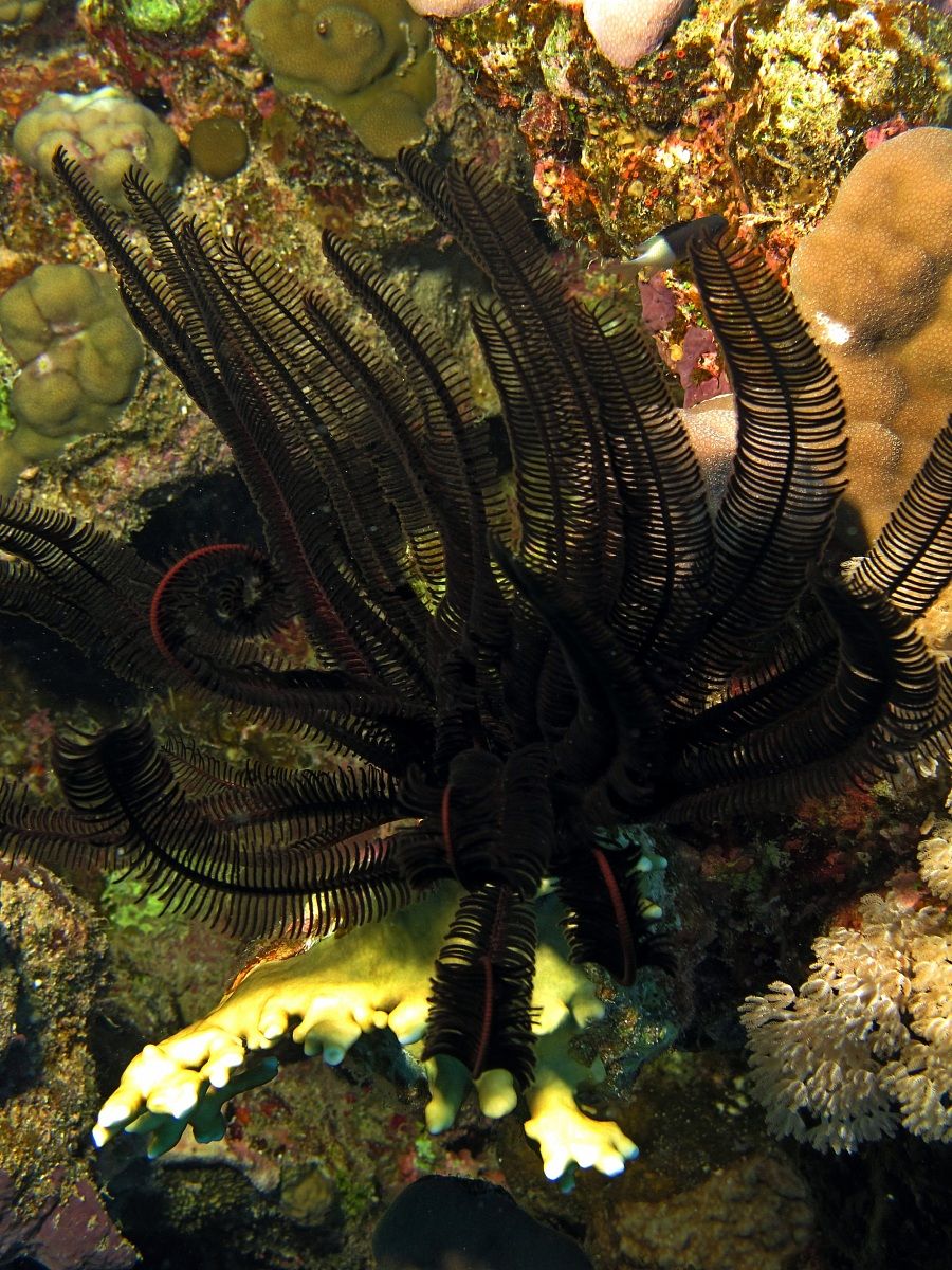 Crinoide ( giglio di Mare )
