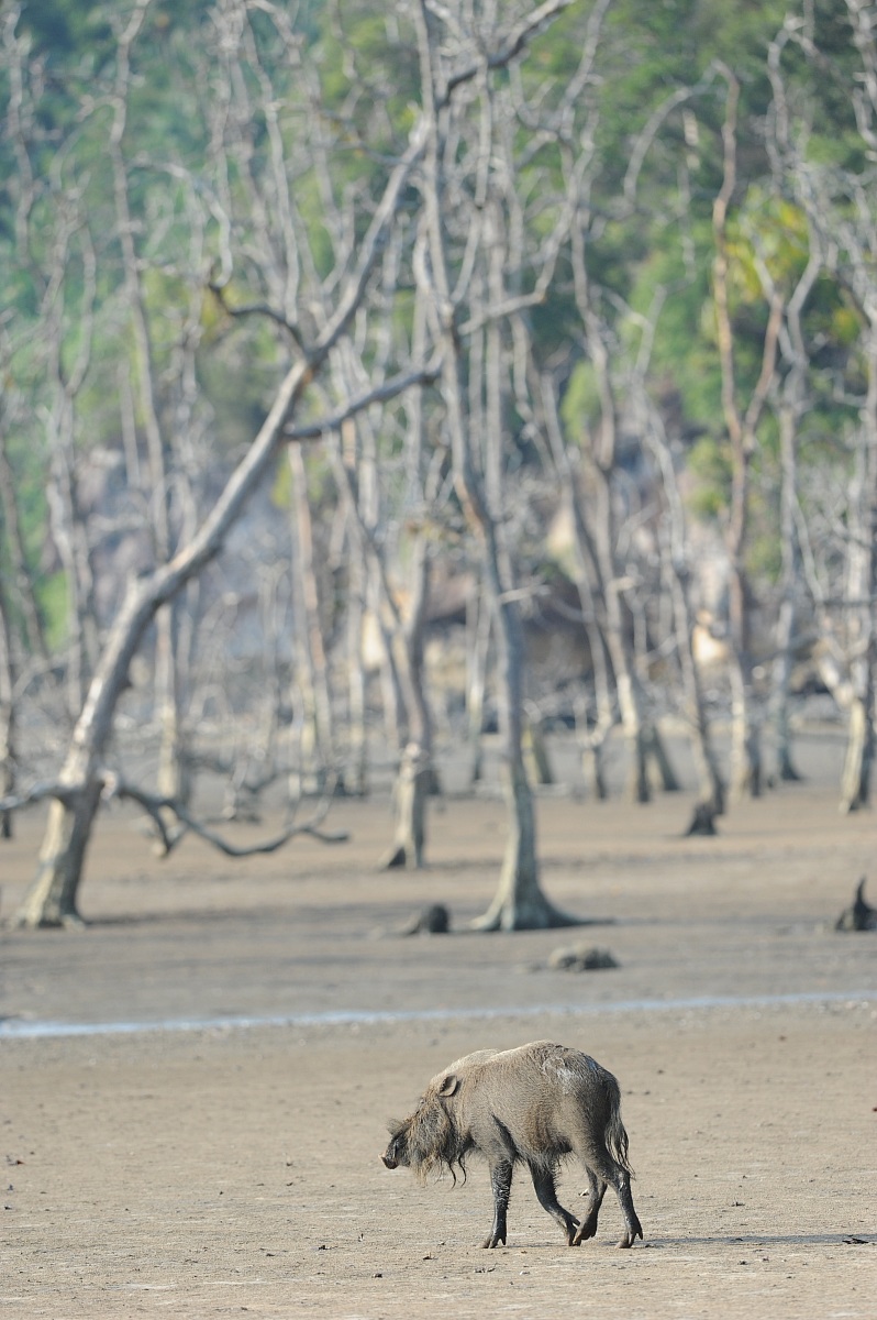 beard pig in mangrove