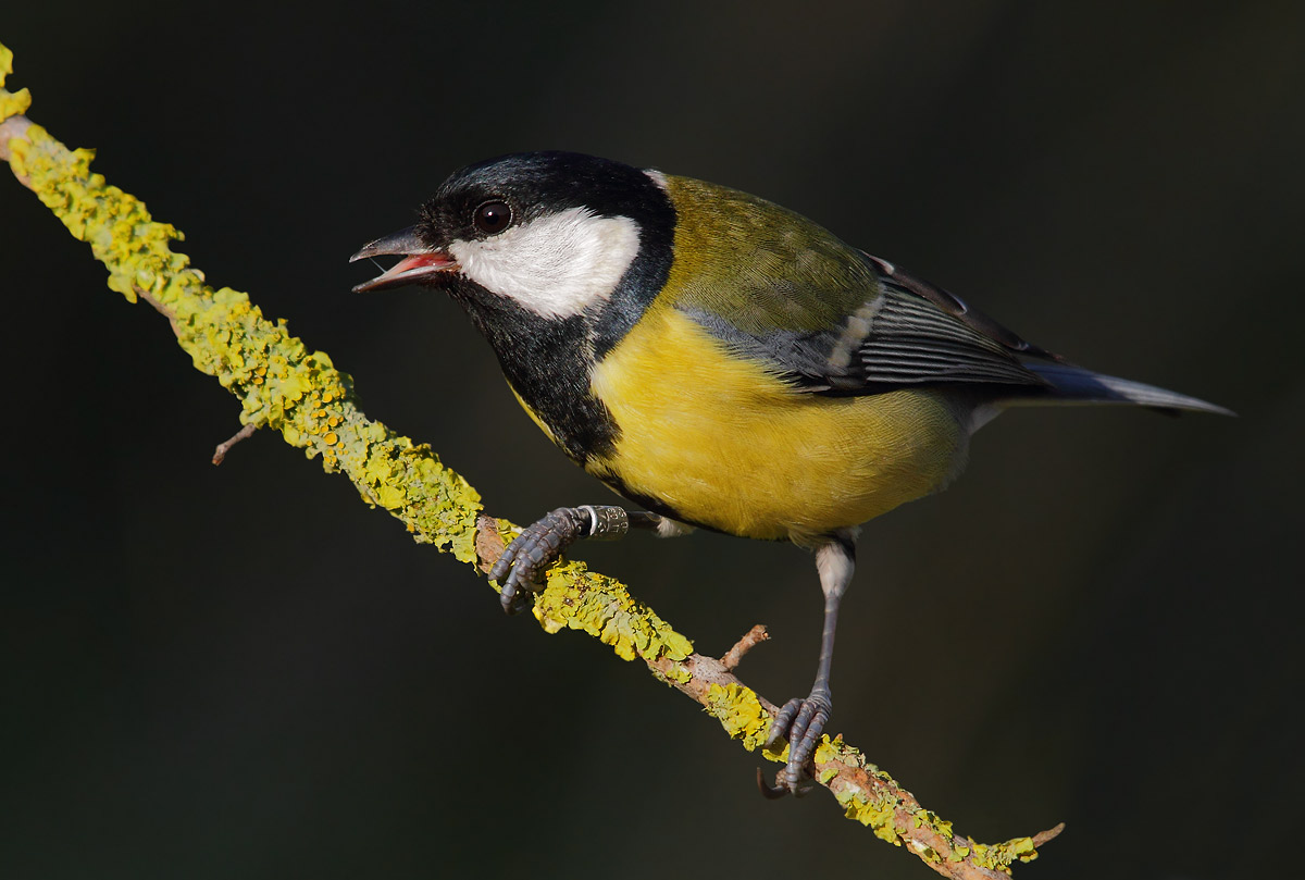 Great Tit
