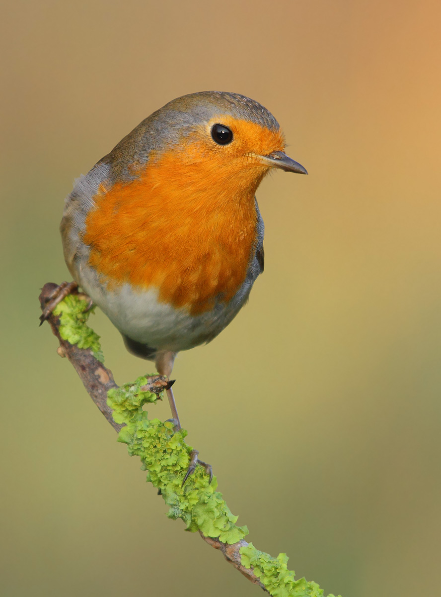 robin