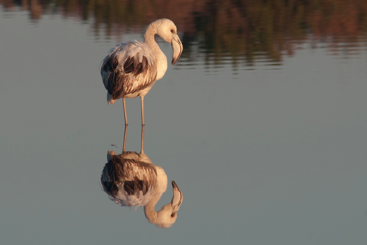 Young flamingo.